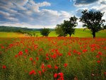 Poppies