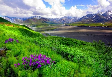 MOUNTAIN BLOSSOMS - hills, clouds, mountains, track, flowers, grass, rocks