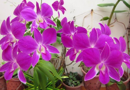 Orchid - pretty, flowers, orchid, leaves