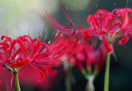 Red flowers - blossoms, red, delicate, flowers, bright colors, petals, tenderness, nice, blooms, nature, bud