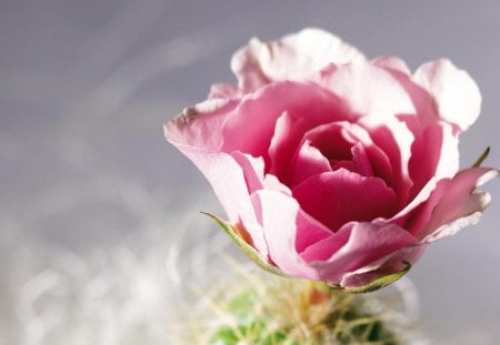 The beauty of rose - nice, delicate, blooms, tenderness, bud, rose, nature, blossoms, petals, flowers, bright colors