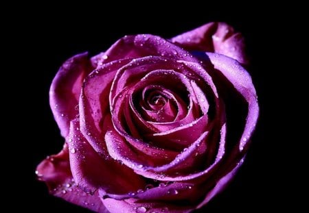 The beauty of rose