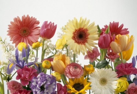 Beautiful flowers - blooms, blossoms, delicate, tenderness, bud, petals, bouquet, flowers, nature, bright colors, nice