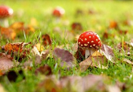 Mushroom - fallen leaves, nature, mushroom, autumn