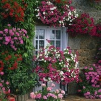 farmhouse summer garden