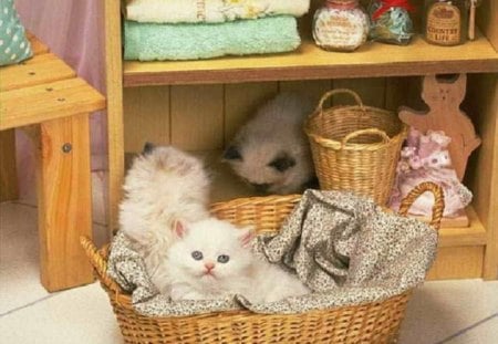 kittens in a basket - basket, cats, cute, kitens