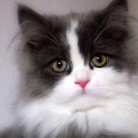 portrait of cute kitty