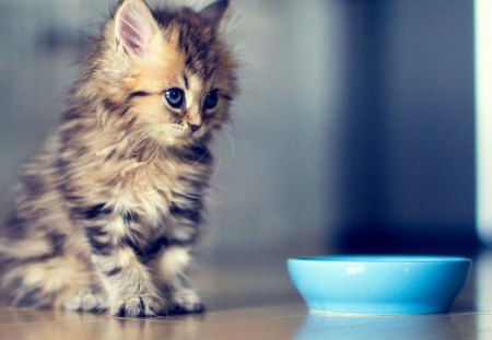 Where\\'s my meal?! - nice, marvellous, animals, bowl, kittens, great, wonderful, super, meal, amazing, pretty, pussy, purr, food, cute, skyphoenixx1, adorable, cat, kitty, wallpaper, stunning, outstanding, kitten, picture, cats, beautiful, animal, sweet, awesome, fantastic