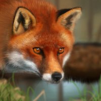 Red Fox