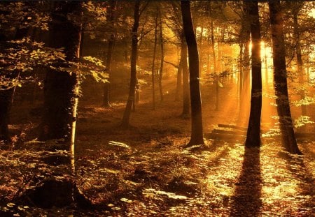 English forest - gold, trees, light, rays