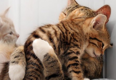 hugging kittens - pets, cute, cats, animals