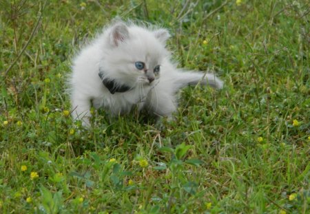 Looking playfulâ™¥ - animals, sweet, love, blue-eyed, grass, forever, fresh, garden, sweetness, white, cats, kitten, lovely, field, boy o girl, green