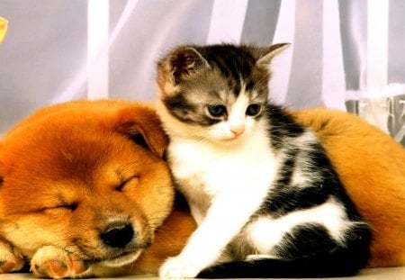 FRIENDS FOREVER - dog, friends, forever, cat