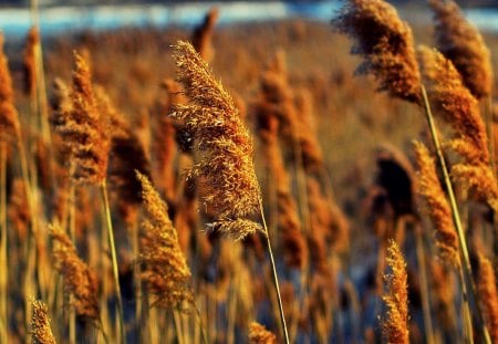 WHEAT FIELD - field, wheat, harvest, nature