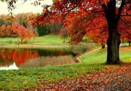 AUTUMN FOREST POND - st petersburg, fall, agreshnov, forest