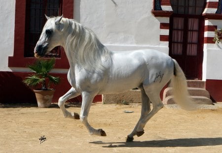 Grey Prancer - spanish, grey, white, horses, andalusian