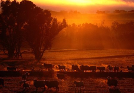 GOLDEN LIGHT - silouettes, fields, farmlands, trees, animals, flocks, glow, sheep, sunsets, farms, horizons