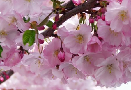 SPRING BLOSSOMS - flowers, fresh, trees, blossoms, springtime, seasons, pink, peach