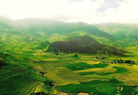 aerial view of terraced fields - terraces, aerial, green, fields