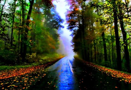 Autumn Road - beauty, autumn, sky, trees, peaceful, leaf, autumn leaves, foggy, road, mist, view, rainy, tree, landscape, rain, autumn splendor, lovely, nature, autumn colors, woods, forest, beautiful, leaves, fog, splendor, colors, misty