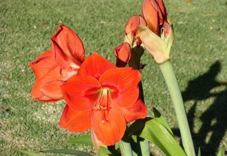 red Amaryllis - red amaryllis, silky perfection, red velvet, red beauty