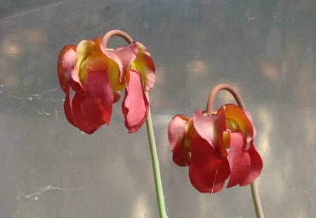 Saracaenia flowers - cruel beauty, frilly temptation, red saracaenia, insectivorous plants