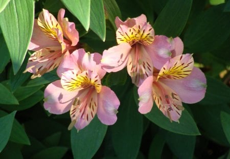 alstroemaeria - delicate stripes, alstroemaeria, pink flowers, inca lily