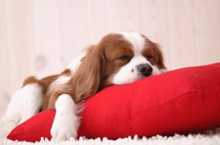 Sleepy Puppy. - dog, white, 07, red