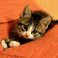 CUTE KITTY