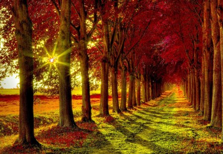 AUTUMN FOREST SUNBURST - forest, road, landscape, light, trees, autumn