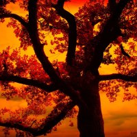 â™¥    ====~áƒ¦ Golden October Tree áƒ¦~====    â™¥