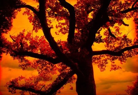 â™¥    ====~áƒ¦ Golden October Tree áƒ¦~====    â™¥ - autumn, leaf, golden october, red leaves, nature, forest, october, leaves, tree