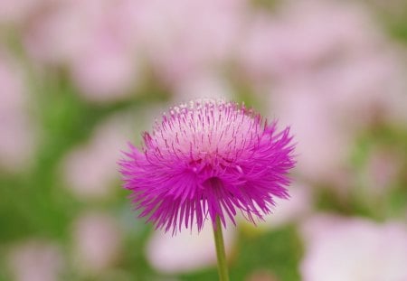 Blooms - nice, beauty, delicate, blooms, tenderness, lovely, nature, blossoms, petals, beautiful, flowers, bright colors