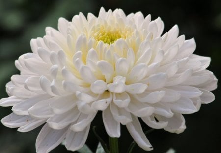 White flower - blooms, blossoms, delicate, tenderness, beautiful, beauty, lovely, petals, flowers, nature, bright colors, nice