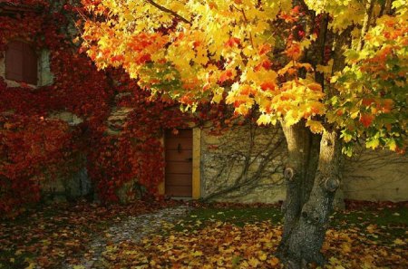 Enter through the autumn door... - nature, autumn season, door, fall leaves, enter