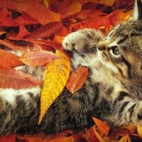 kitty in a fall leaves