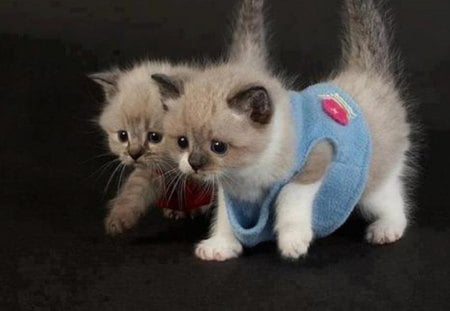 two cute kittens