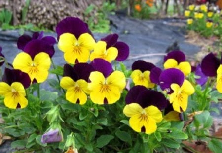 Pansy