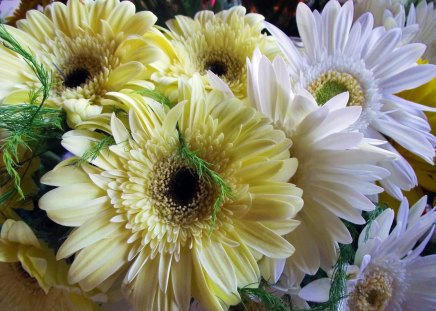 * Brightness * - delicate, soft, bouquet, white, bright, softness, yellow, gerbera, petals, flowers