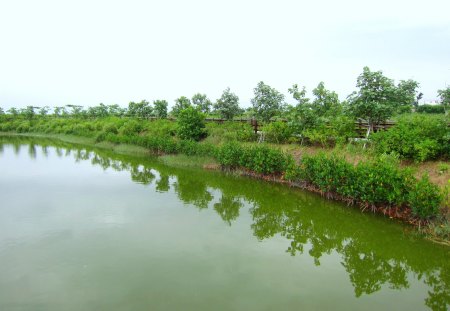 Lake of Wetland - lake, tree, wetland, reflection