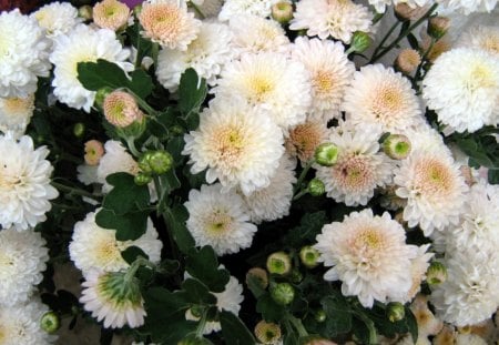 * Cute and lovely flowers * - white, white flowers, petals, cute, flowers, lovely