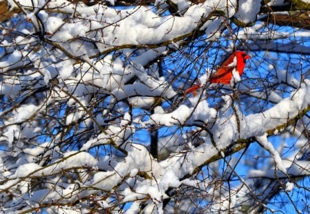 Bullfinch - bullfinch, winter, tree, bird, birds