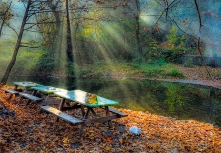 Autumn in the park - fall, autumn, bench, list, forest, tree, park, cat