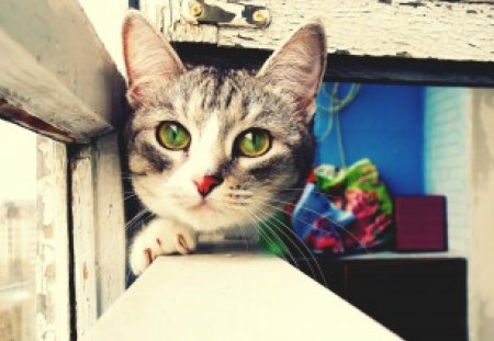 Bella - animal, window, cute, bella, green eyes, flower, cat