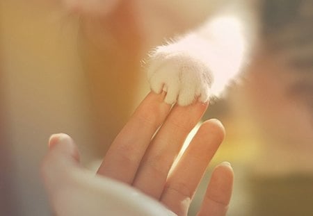 Love - white fur, girl, photo, love, cat, animal, hand, paw, woman