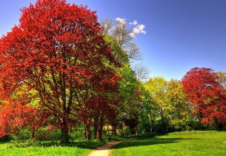 Path To The Forest - beauty, sky, autumn, trees, popular, peaceful, path, autumn leaves, view, clouds, green, tree, grass, wallpaper, lovely, nature, pathway, autumn colors, woods, forest, beautiful, leaves, splendor