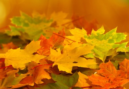 Autumn Leaves - beauty, autumn, photography, leaf, lovely, autumn splendor, autumn leaves, nature, autumn colors, pretty, beautiful, leaves