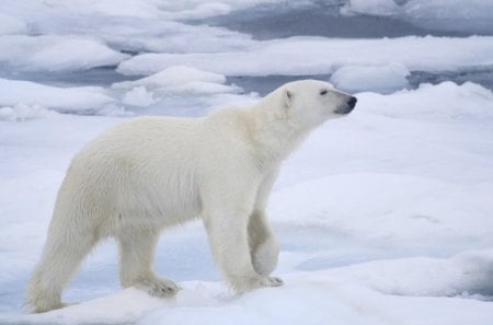 *** Polar Bear *** - polarny, mis, snieg, zima