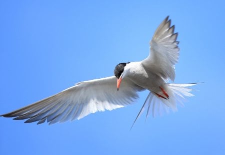 *** Bird in flight *** - lot, ptak, niebo, skrzydla