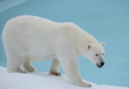 *** White Bear *** - woda, mis, snieg, bialy